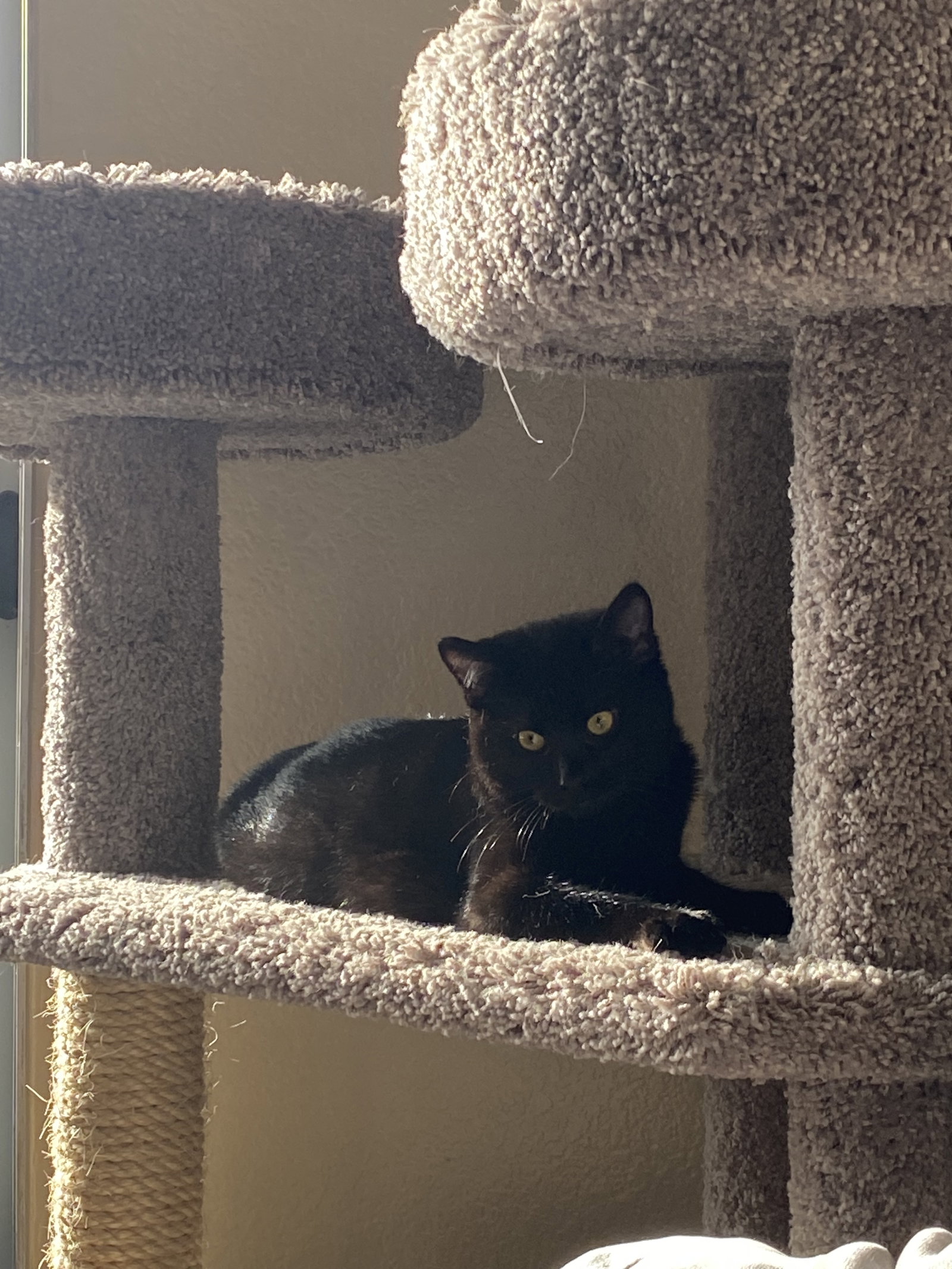 Cats for Adoption in Strawberry, California Alpha Paw
