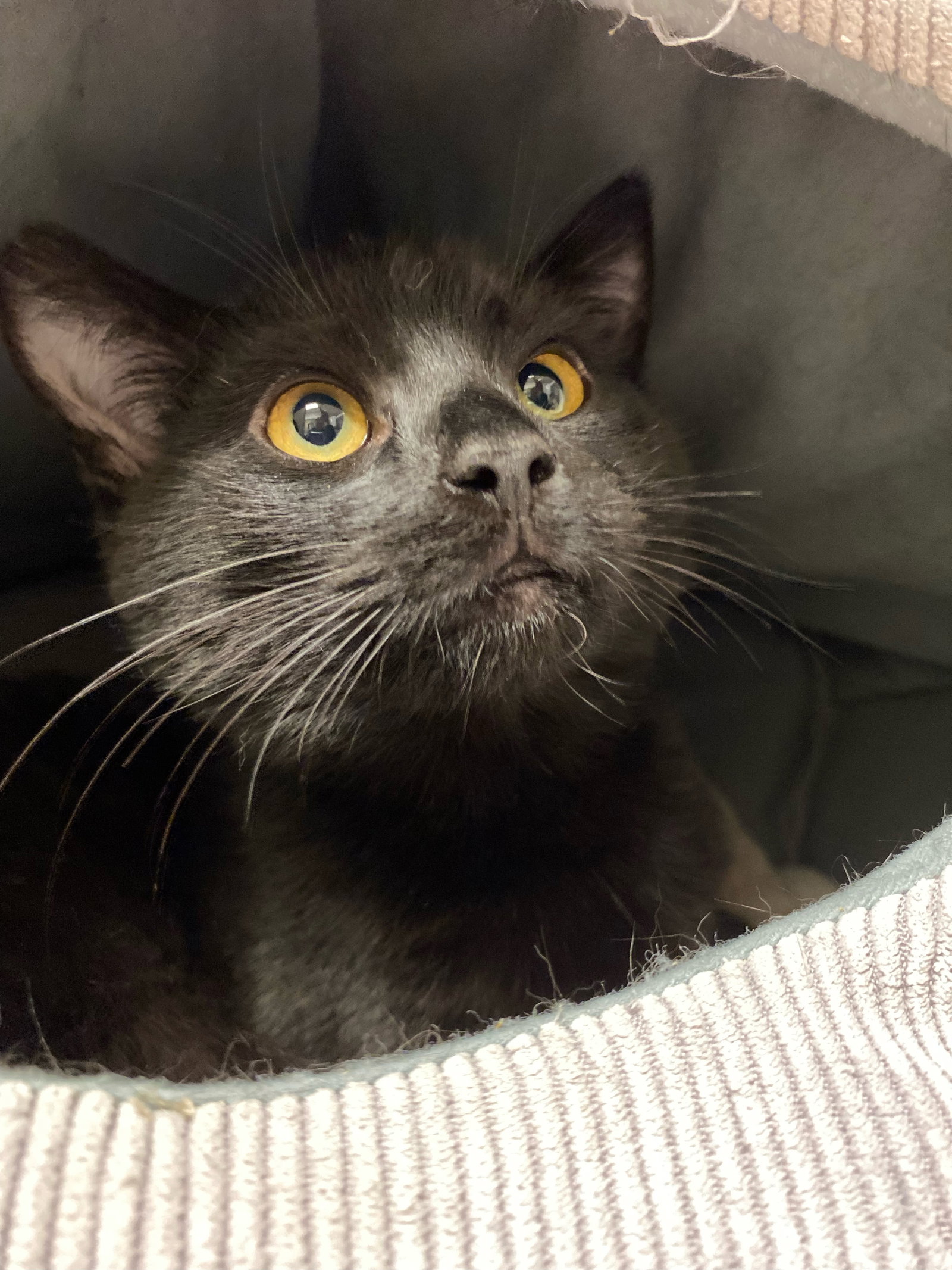 Cats for Adoption in Strawberry, California Alpha Paw