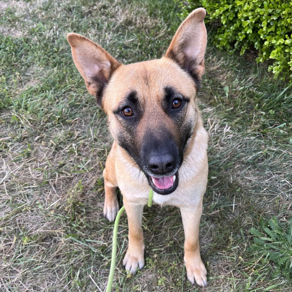 Dog for Adoption - Maui, a Belgian Shepherd Malinois in Fetters Hot ...