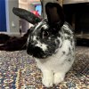 adoptable Rabbit in rohnert park, CA named Hermes