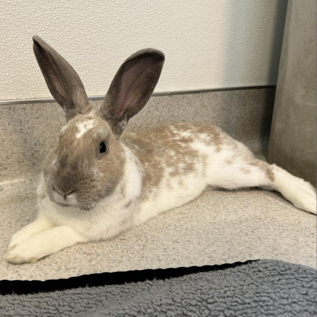 adoptable Rabbit in Rohnert Park, CA named Cinnabon