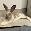 adoptable Rabbit in rohnert park, CA named Cinnabon