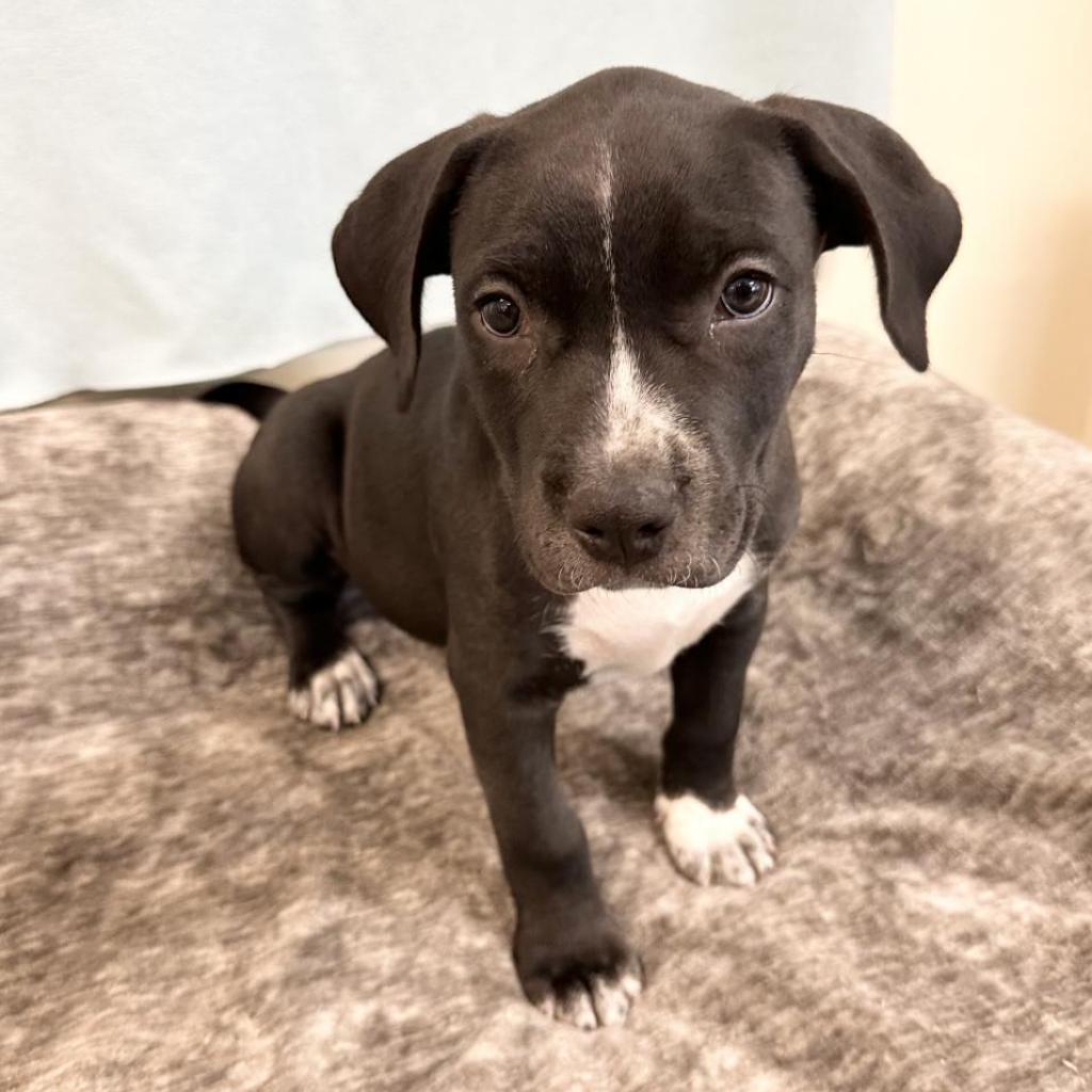 Dog for Adoption Tarragon, a American Staffordshire Terrier in Marin
