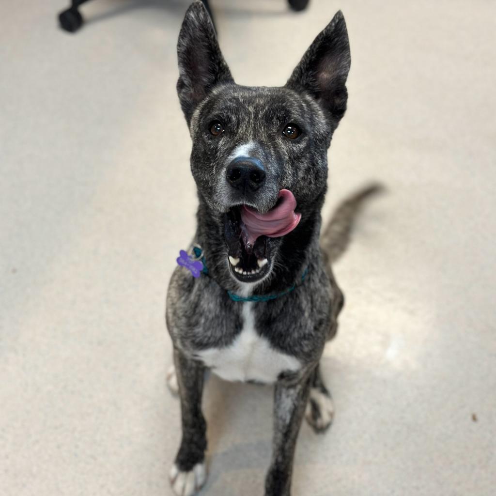 Dog for Adoption - Raider, a Dutch Shepherd in Santa Rosa, CA | Alpha Paw