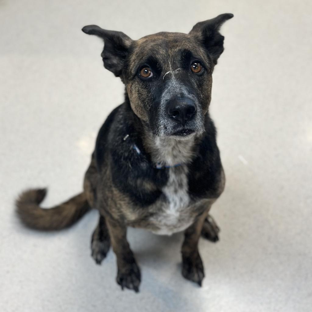 adoptable Dog in Rohnert Park, CA named Valencia