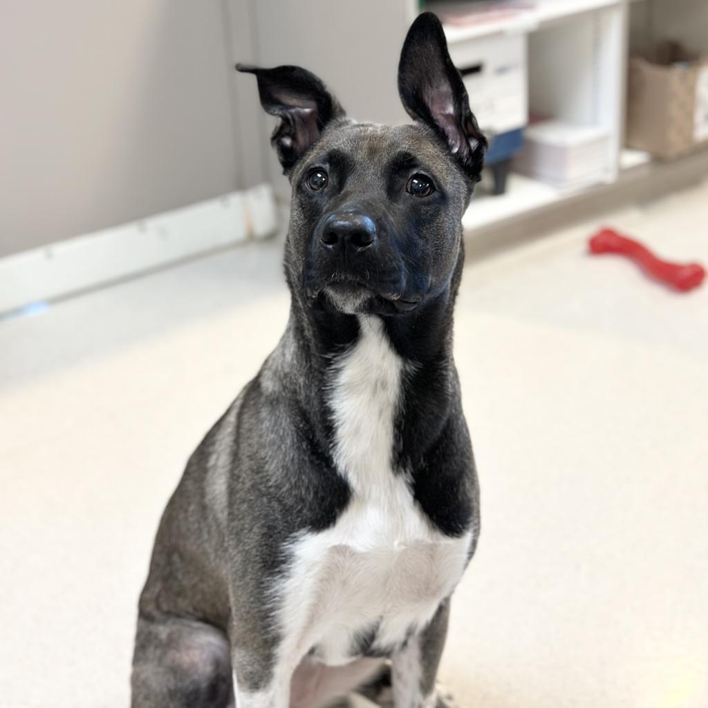 adoptable Dog in Rohnert Park, CA named Lily