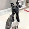 adoptable Dog in rohnert park, CA named Lily