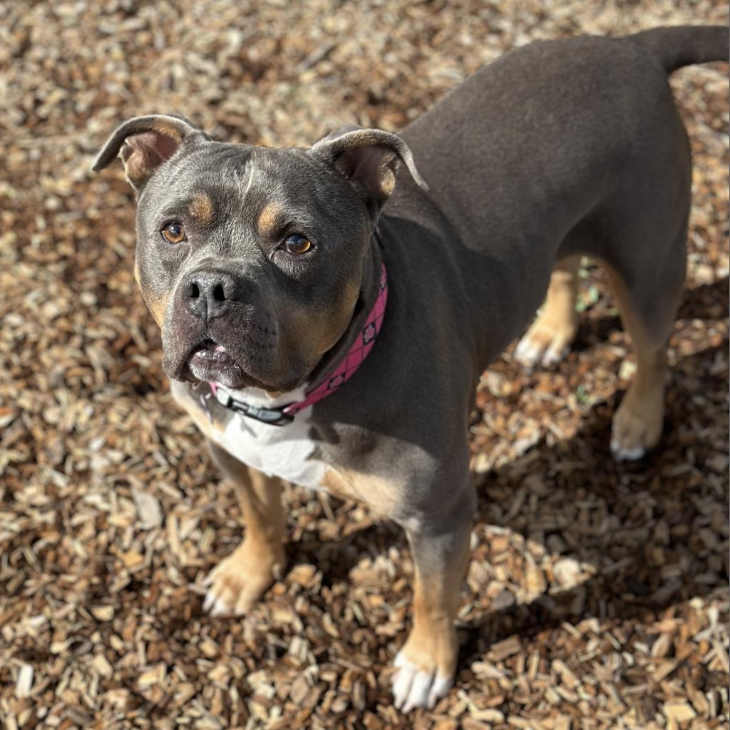 Dog for Adoption - Brutus, a American Bulldog in Fetters Hot Springs ...