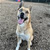 adoptable Dog in rohnert park, CA named Harlo
