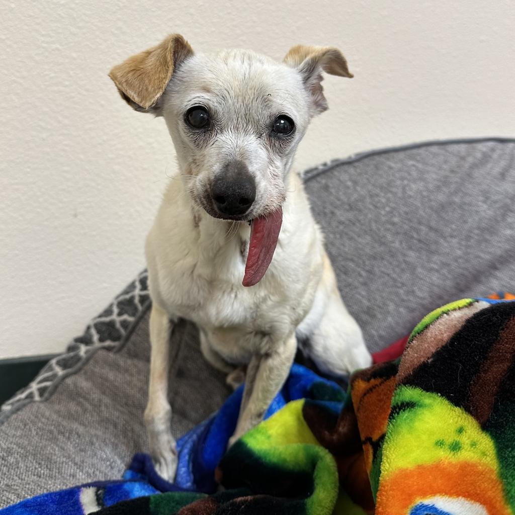 adoptable Dog in Rohnert Park, CA named Wally