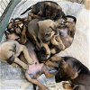 adoptable Dog in  named 7 Puppies