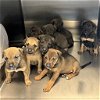 adoptable Dog in rohnert park, CA named 4 Puppies