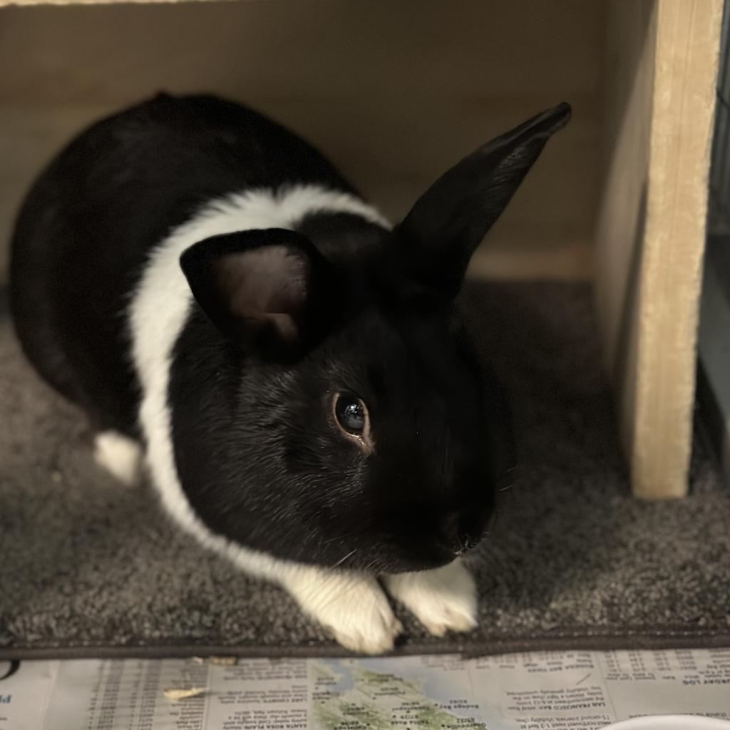 adoptable Rabbit in Rohnert Park, CA named Galloway