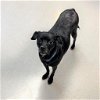 adoptable Dog in  named Mindy