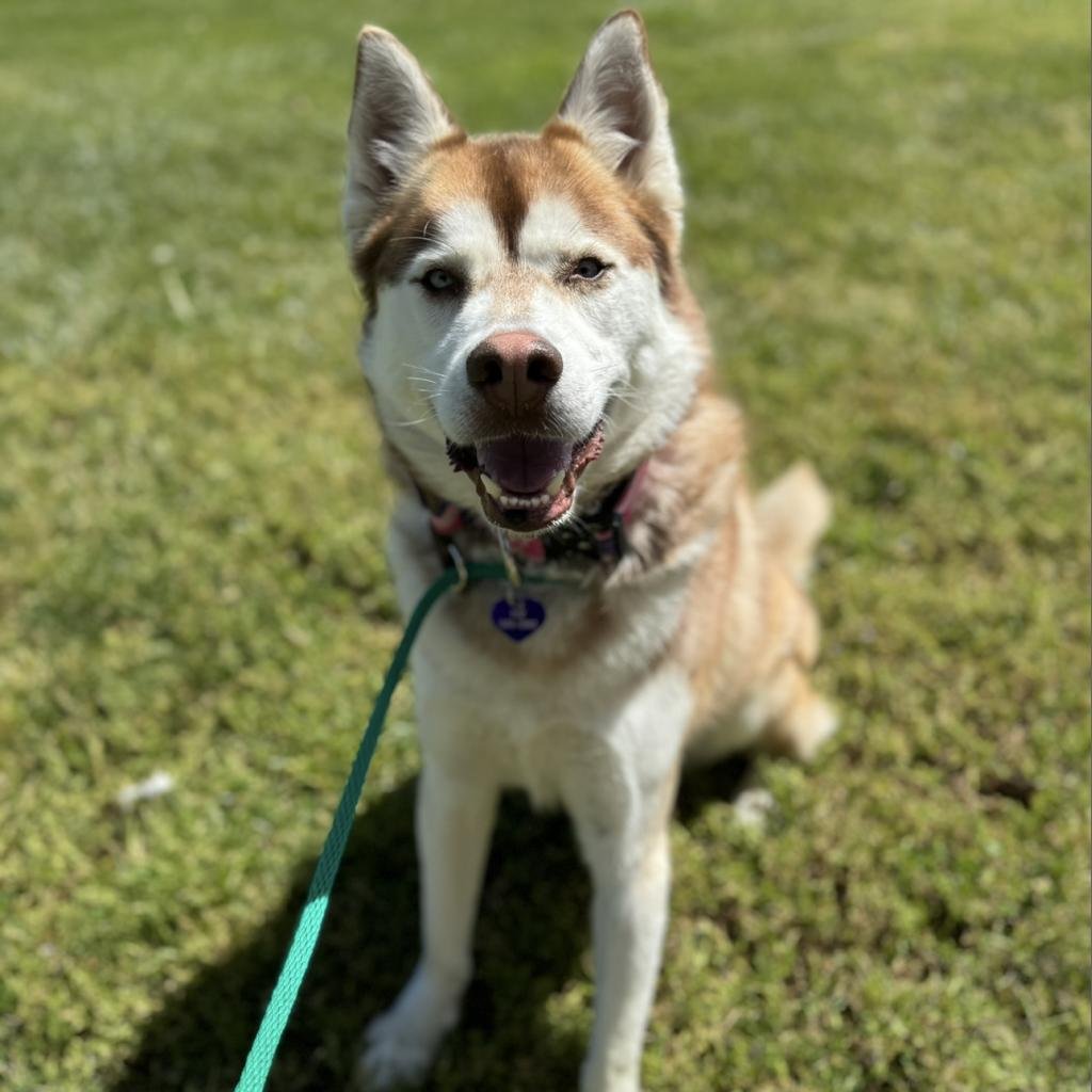 adoptable Dog in Rohnert Park, CA named Frijole