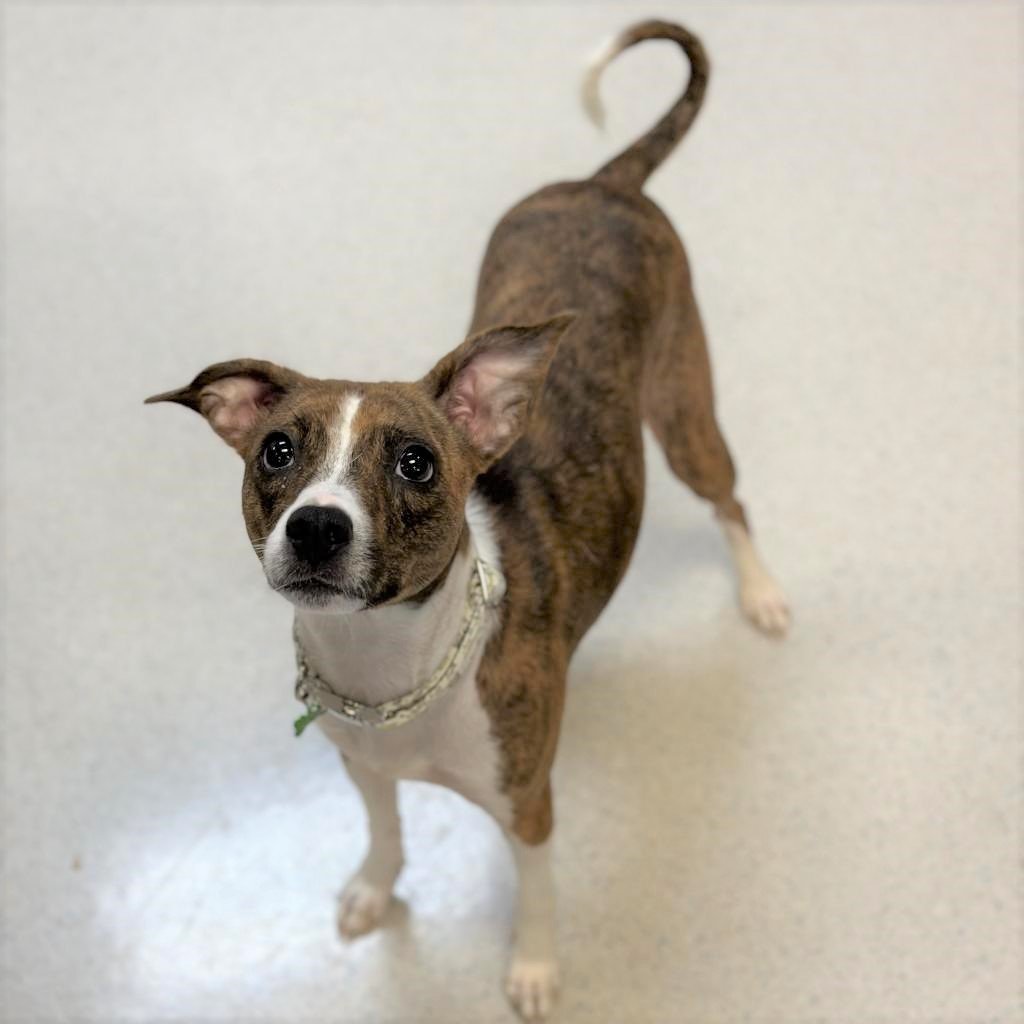 adoptable Dog in Rohnert Park, CA named Aria