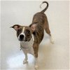 adoptable Dog in rohnert park, CA named Aria