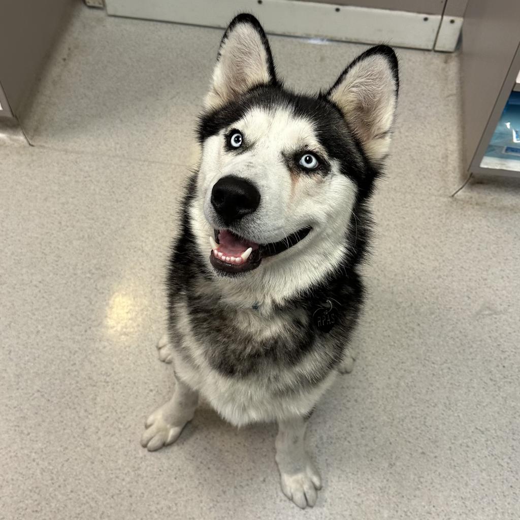 adoptable Dog in Rohnert Park, CA named Ghost