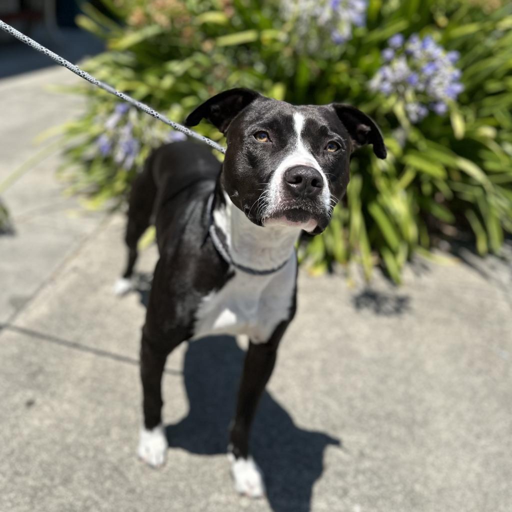 adoptable Dog in Rohnert Park, CA named Ace