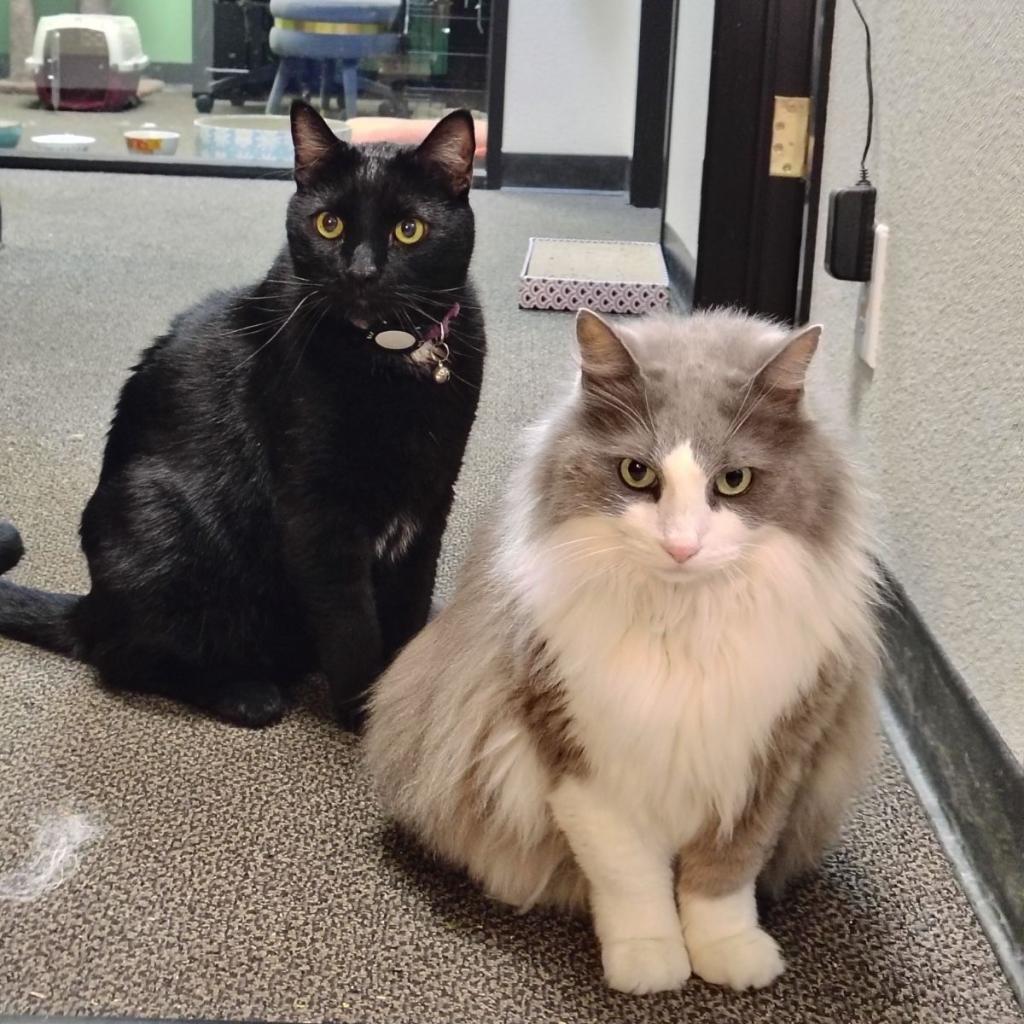 adoptable Cat in Rohnert Park, CA named Tom and Jerry