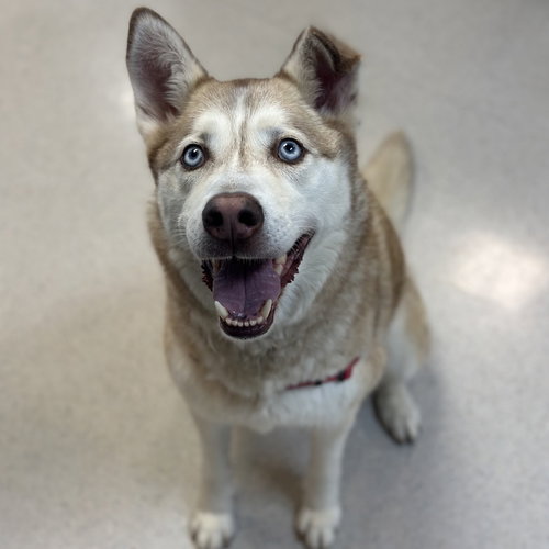 OSO - Husky available for adoption
