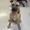 adoptable Dog in  named Brew