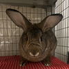 adoptable Rabbit in rohnert park, CA named Cheddar