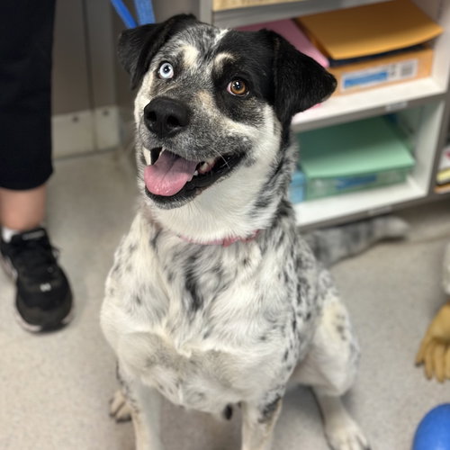 picture of the dog needing adoption