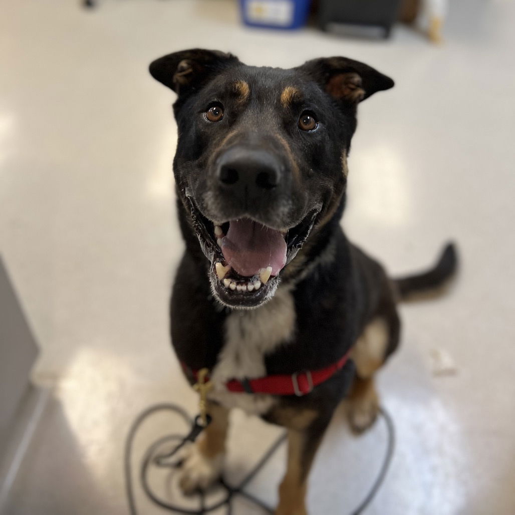 adoptable Dog in Rohnert Park, CA named Max