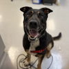 adoptable Dog in rohnert park, CA named Max