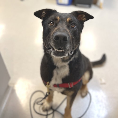 MAX - Rottweiler available for adoption