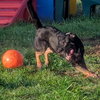 Max - Photo 3