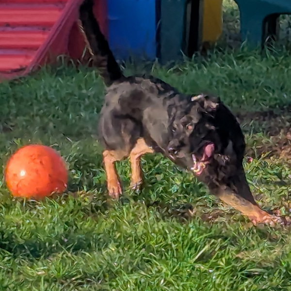 Max