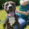 adoptable Dog in rohnert park, CA named Pete Bo Jackson