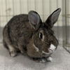 adoptable Rabbit in  named Clover
