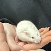 adoptable Hamster in  named Sugar