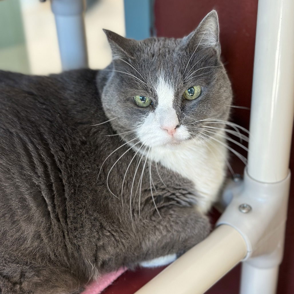 adoptable Cat in Rohnert Park, CA named Jake & Poppy