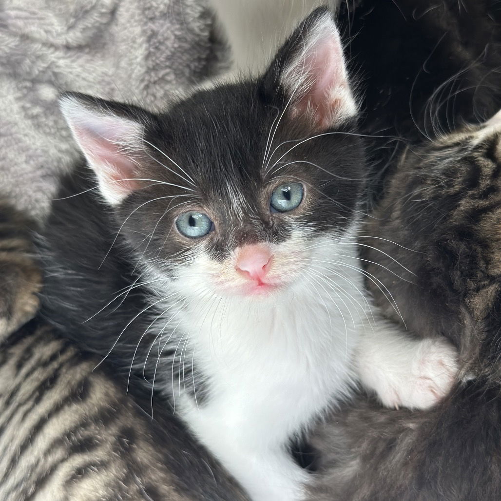 adoptable Cat in Rohnert Park, CA named Kittens