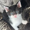 adoptable Cat in rohnert park, CA named Kittens