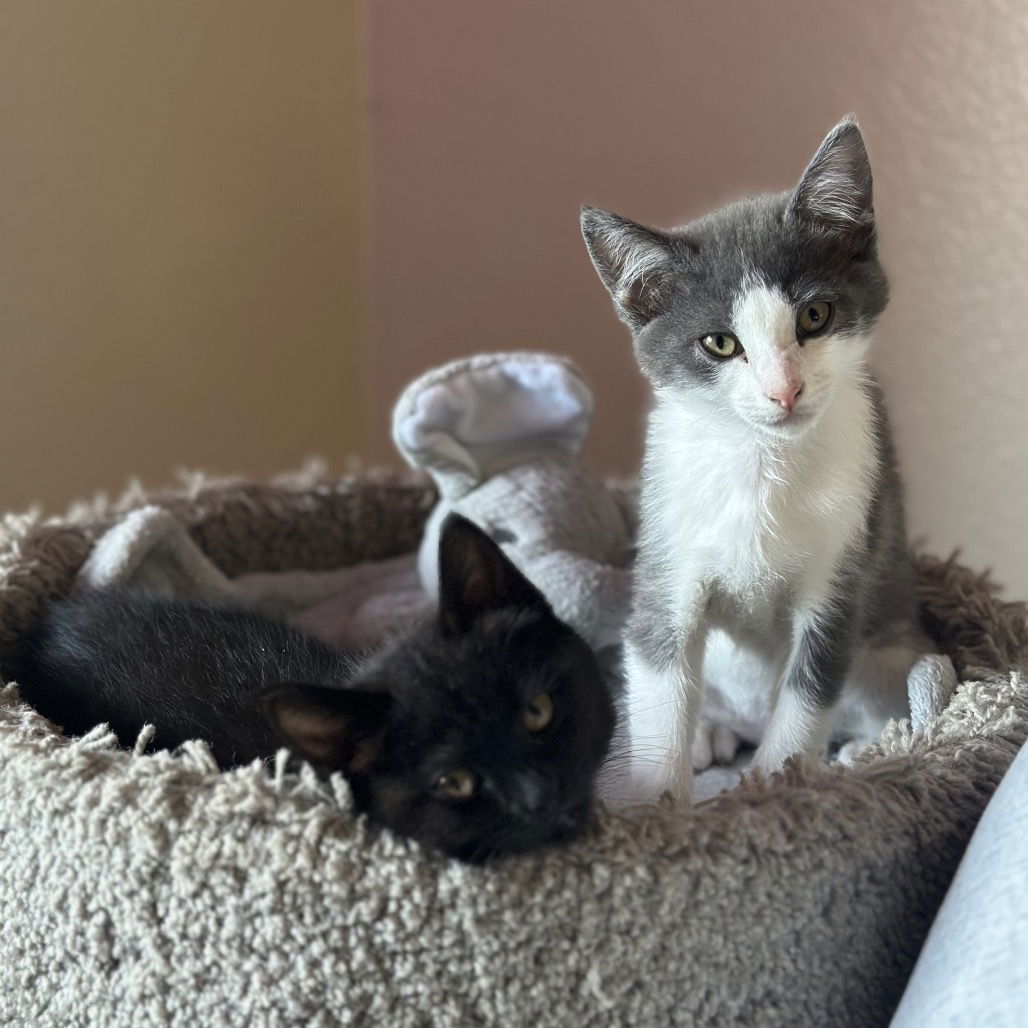 adoptable Cat in Rohnert Park, CA named Baby Fruit Bat & Baby Ned