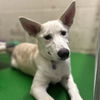 adoptable Dog in rohnert park, CA named Mila