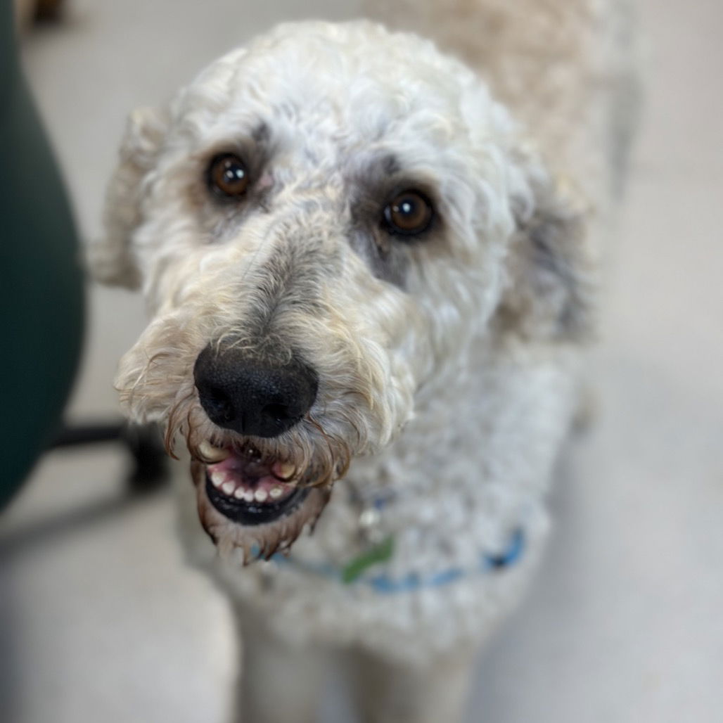 adoptable Dog in Rohnert Park, CA named Dexter