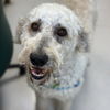 adoptable Dog in rohnert park, CA named Dexter