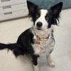 adoptable Dog in rohnert park, CA named Calypso