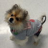adoptable Dog in  named Groot