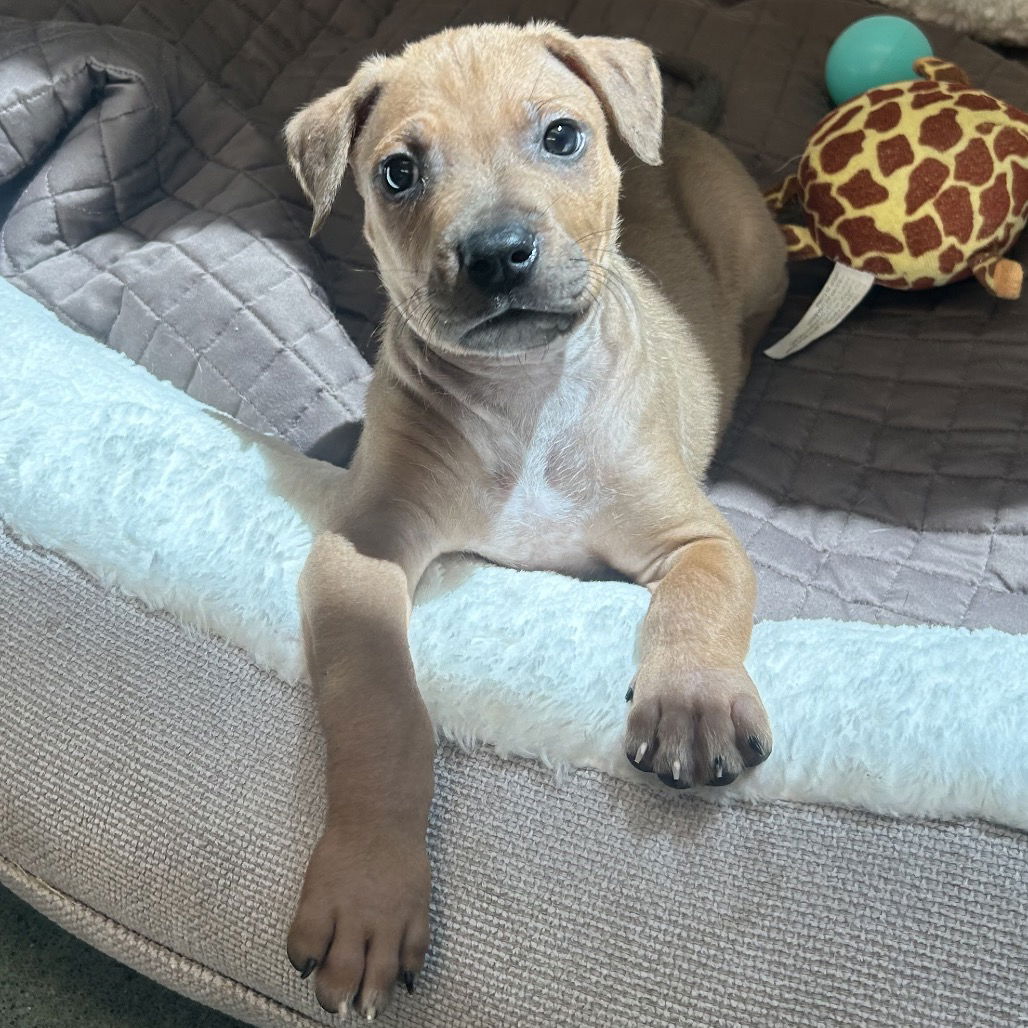 adoptable Dog in Rohnert Park, CA named Hog Nose