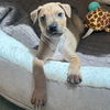 adoptable Dog in rohnert park, CA named Hog Nose