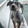 adoptable Dog in rohnert park, CA named Blossom, Buttercup, & Bubbles