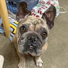 adoptable Dog in  named Kida