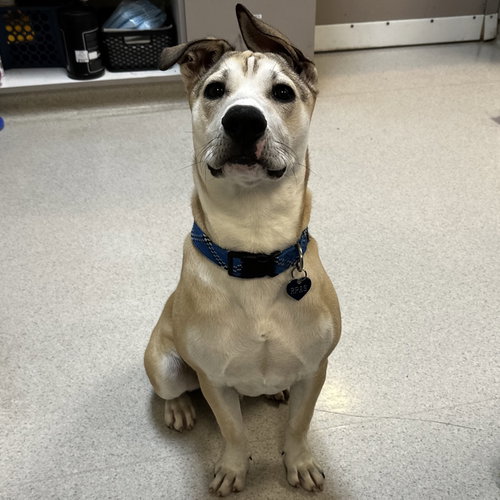 MARZ - American Staffordshire Terrier available for adoption